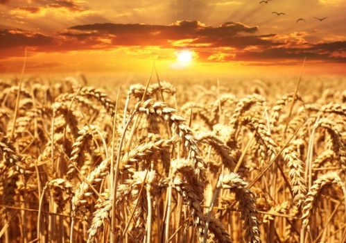 Wheat Field Sunset.JPG